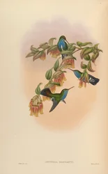 Agyrtria Bartletti = Amazilia Lactea Bartletti